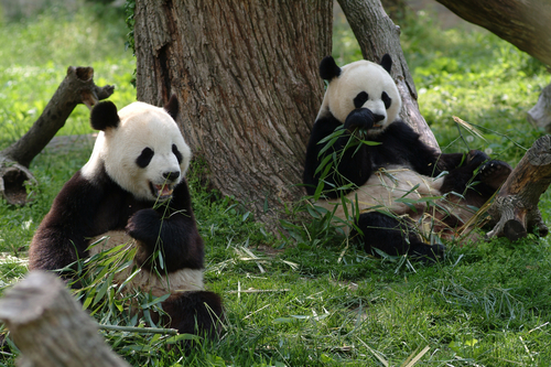 Two Giant pandas in a field with a tree and grass