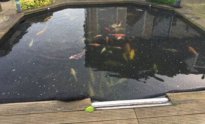 Koi carp police