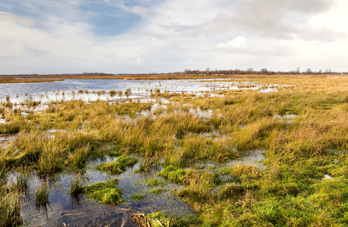 flooded field and sky