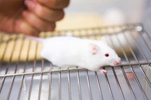 White laboratory mouse held by the scientist
