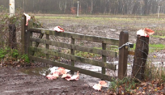 pigs heads scattered around field refugee site