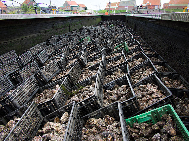 Oyster_pits_in_Yerseke_Netherlands_02