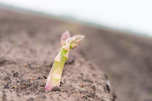 Asparagus on the field