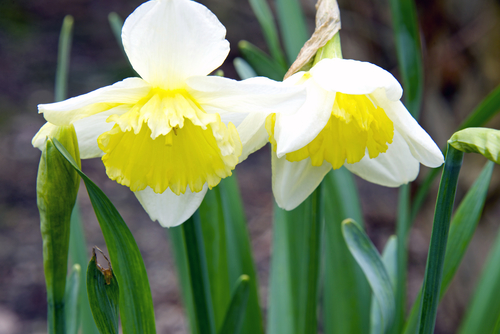 Beautiful yellow daffodils