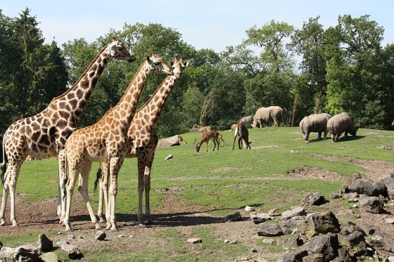 emmen zoo