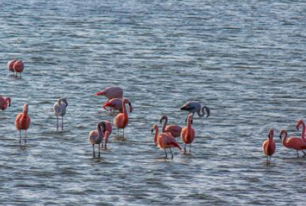 flamingos