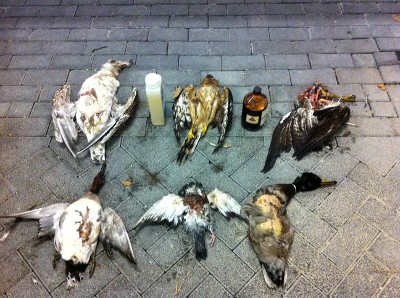 dead birds and poison