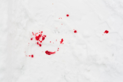 Blood stains in the snow