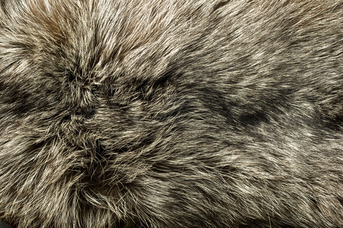 Fur Closeup 14