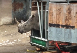 rhino tries to escape Dutch zoo