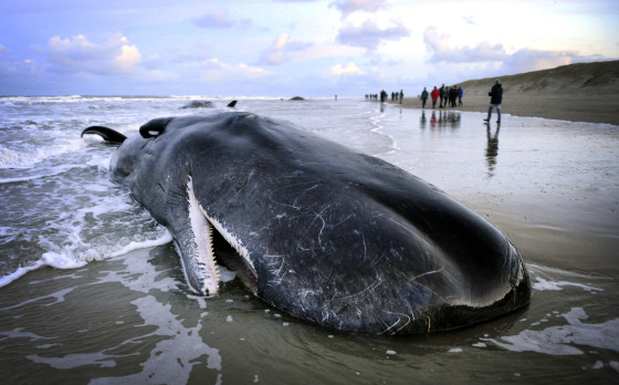 Five sperm whales die on Dutch beach