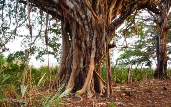 tree on teak plantation