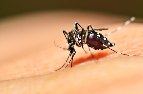 Aedes mosquito sucking blood: Photo: Depositphotos.com