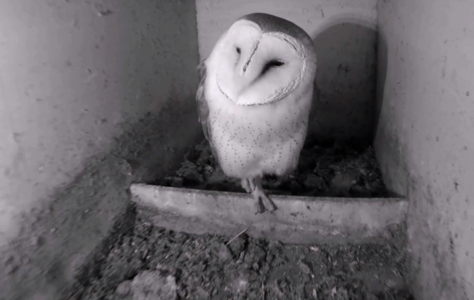 A barn owl checks out the nestbox