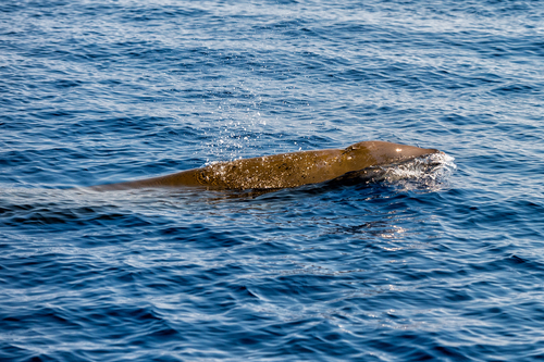 A rare sighting of a beaked whale. Photo: Depositphotos.com