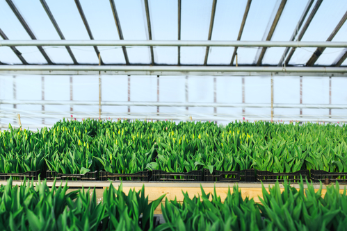 Cultivation of tulips in greenhouse perspective