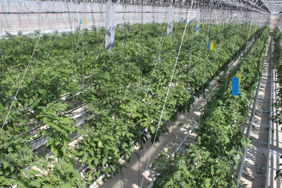 Rooftop tomatoes. Photo: Urban Farmers