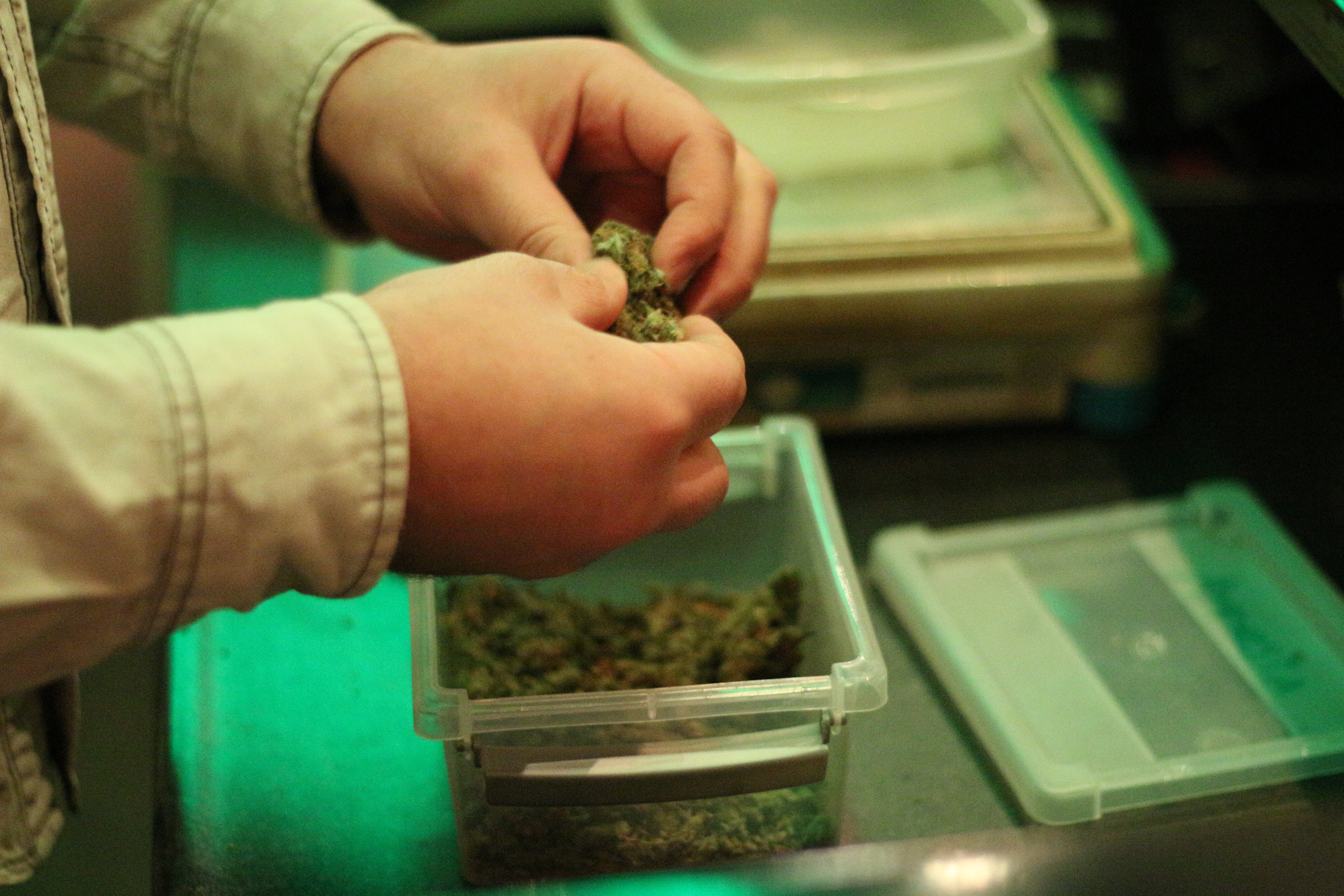 Sorting marijuana in an Amsterdam coffee shop. Photo: Graham Dockery Photo: Graham Dockery