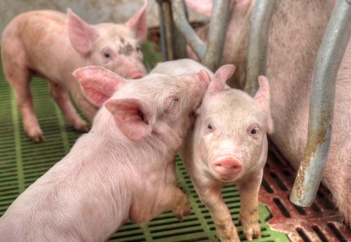 Pigs on a factory farm. Photo: Depositphotos