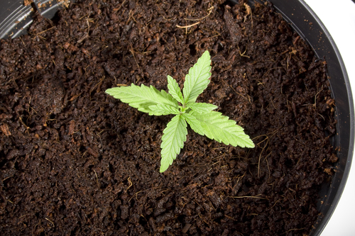A potted cannabis seedling. Photo: Charlotte Lake via Depositphotos.com