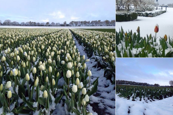 Tulips in the spring snow. Photo: VeningaHijken via Twitter