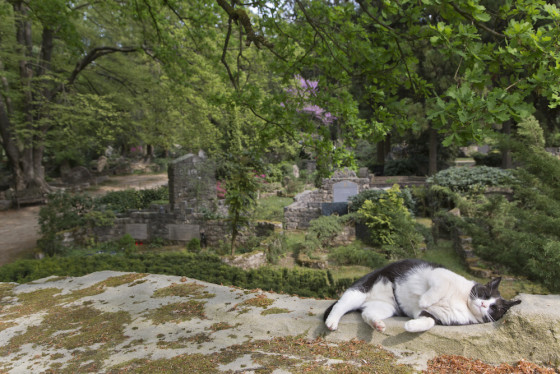 The Heilig Land Stichting graveyard dates from 1913. Photo: Henk Braam/Hollandse Hoogte