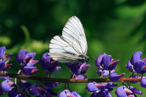 Cabbage White Butterfly