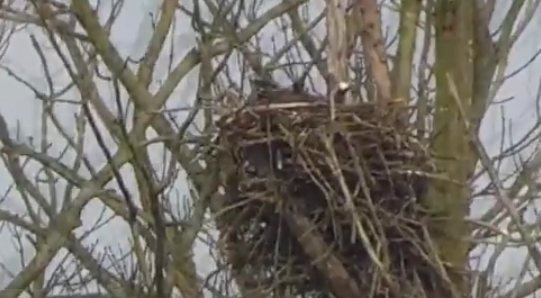 Osprey pair build nest in nature reserve near Dordrecht