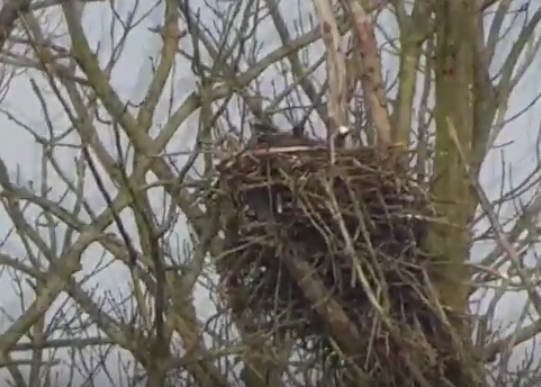 The osprey nest in a video still