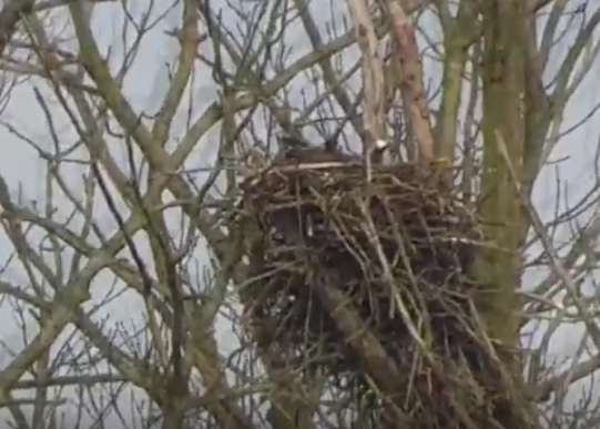 osprey nest in the Netherlands