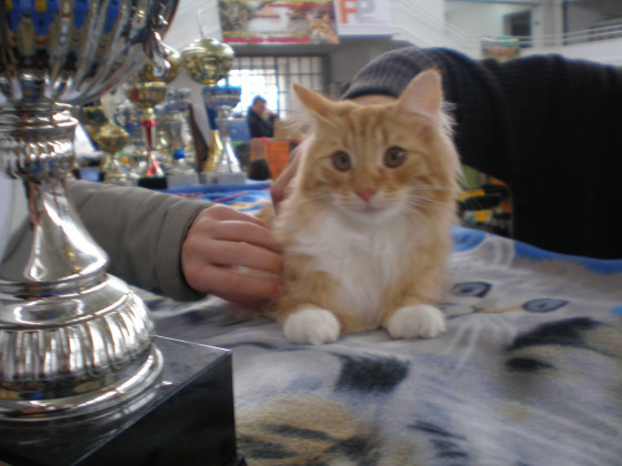 show cat and trophies