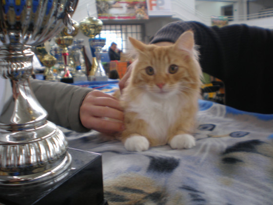 show cat and trophies