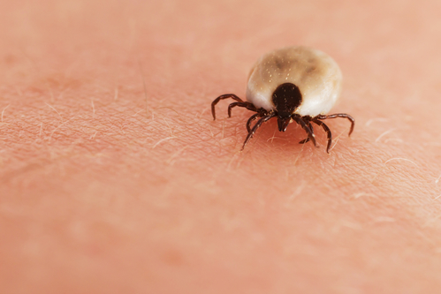 Closeup of a full tick crawling on human skin