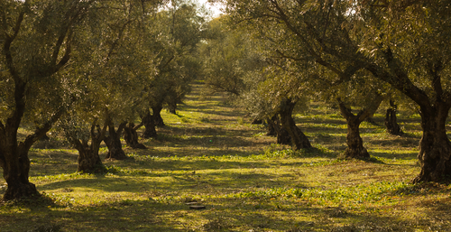 Thousands of olive trees have been destroyed. Photo: Depositphotos.com