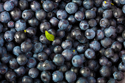 fresh blueberries background