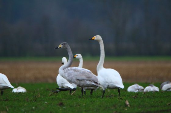Family of swans
