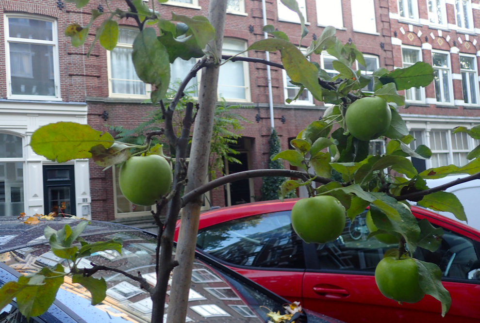 Apples growing in an Amsterdam street. Photo: DutchNews.nl