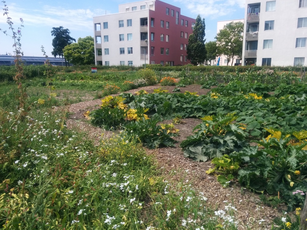 Urban farming in Amsterdam. Photo: Molly Quell