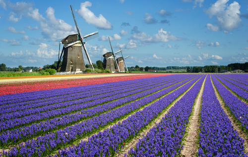 Windmills in Dutch bulb fields.