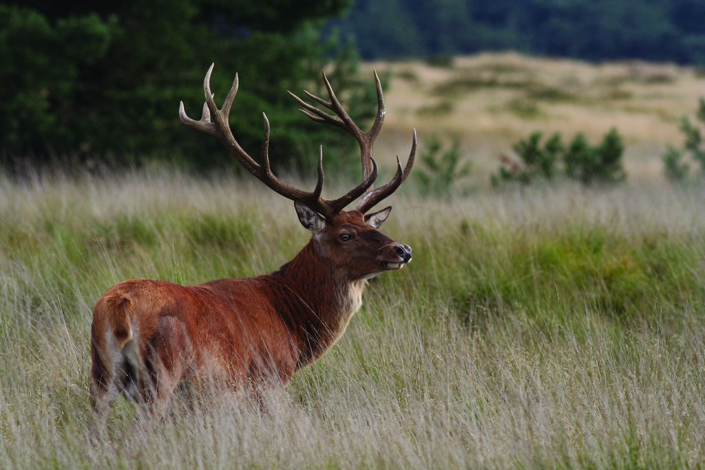 De Hoge Veluwe - normal_jpg_710