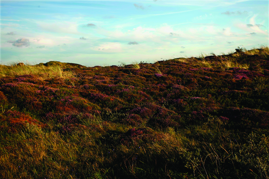 Impressionen aus dem Naturschutzgebiet "DeDennen" auf Texel