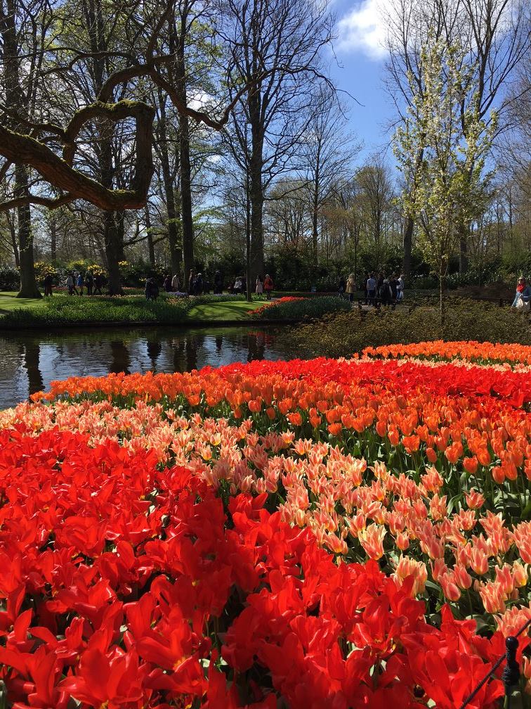 Another cliche... but a Dutch photo competition would not be a Dutch photo competition without tulips.