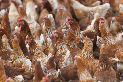 brown chicken outside poultry farm in the netherlands near utrecht