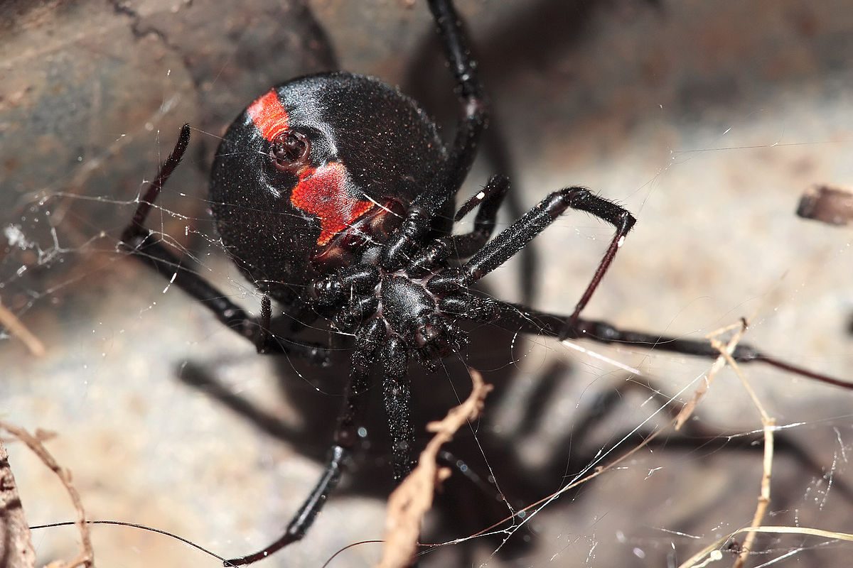 A female redback spider. Photo: fir0002-flagstaffotos