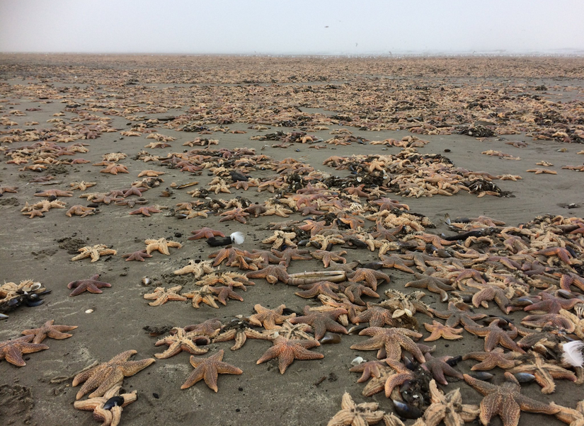 Dead starfish as far as the eye can see. Photo: Martin Kool