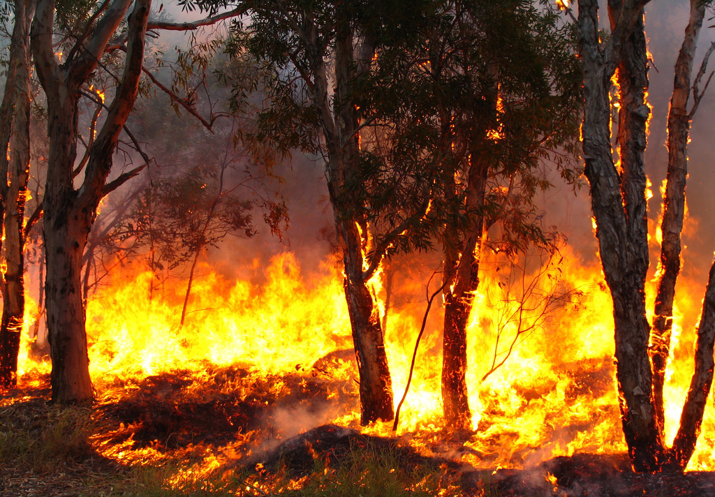 trees on fire