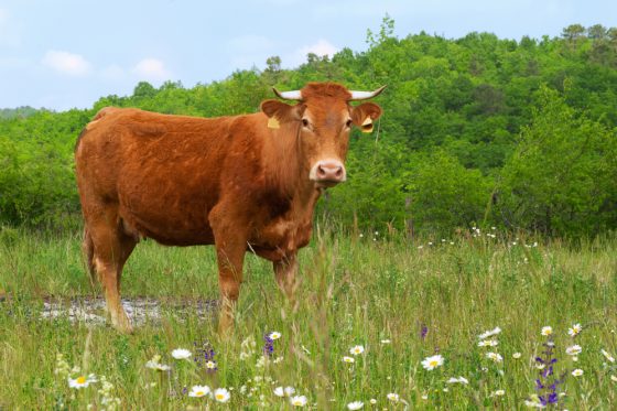 http://www.dutchnews.nl/wpcms/wp-content/uploads/2018/01/Limousin-cow-560x373.jpg