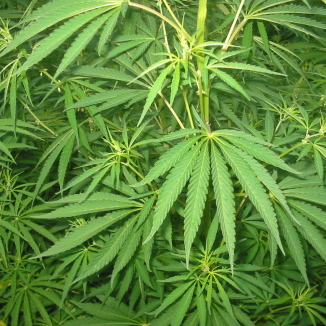 Medical marijuana chewing gum firm sets up base in the Netherlands