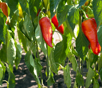 Food supply fears whet appetite for Dutch farm technology