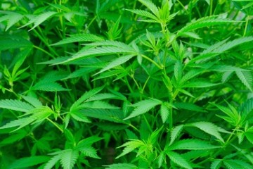 大麻植物特写